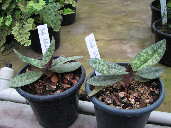 Paphiopedilum delenatii.jpg