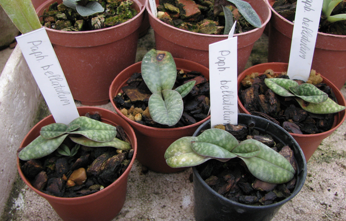Paphiopedilum bellatulum.jpg