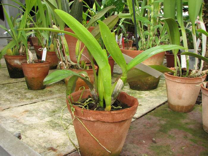 Cattleya labiata amesiana 'Super Star' (Z-43) x Cattleya labiata roxo bispo 'Urbano'.jpg