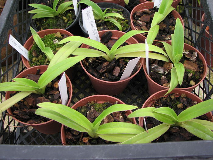 Phragmipedium Memory Dick Clements.jpg