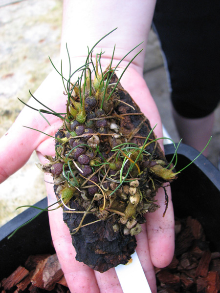 Isabelia virginalis.jpg