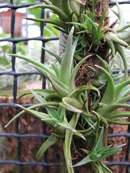 Tillandsia edithae.jpg