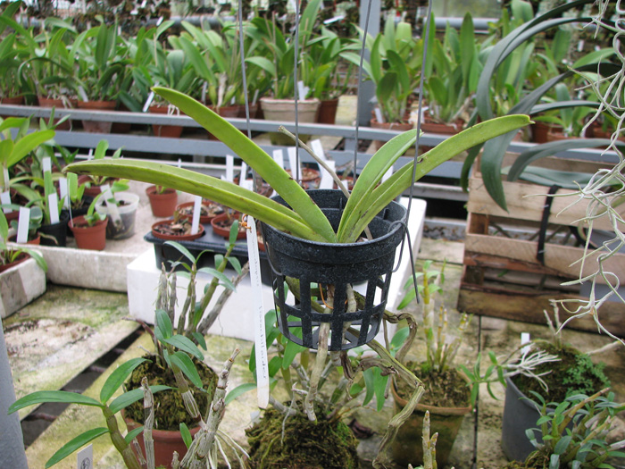 Vandopsis lissochiloides.jpg