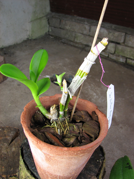 Dendrobium Kultana Fancy.jpg