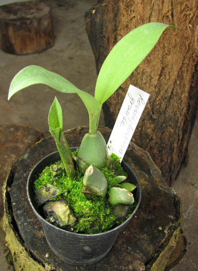Rossioglossum grande.jpg