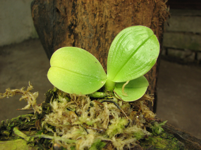 Phalaenopsis violacea.jpg