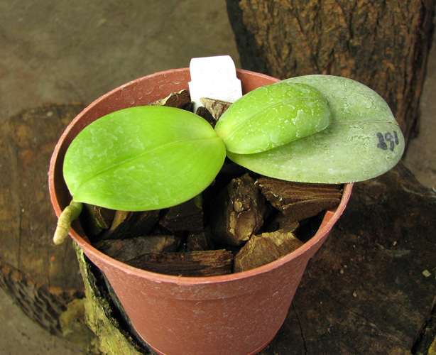 Phalaenopsis Auspice Knight 'Malayan'.jpg