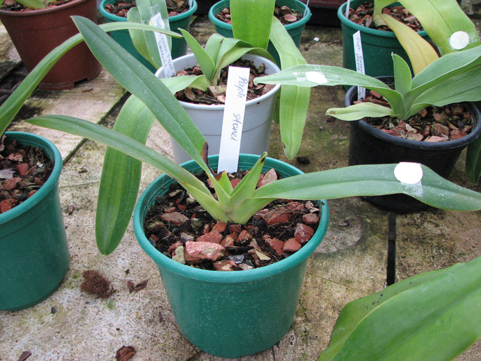 Paphiopedilum stonei.jpg