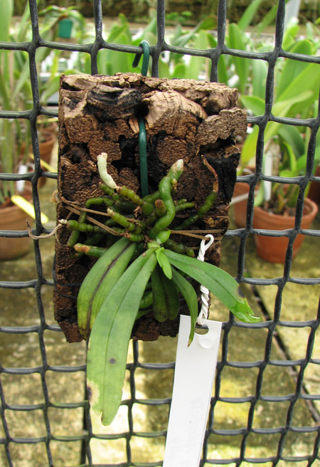 Aerangis rhodosticta.jpg