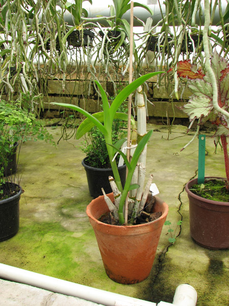 Dendrobium Sonia White.jpg