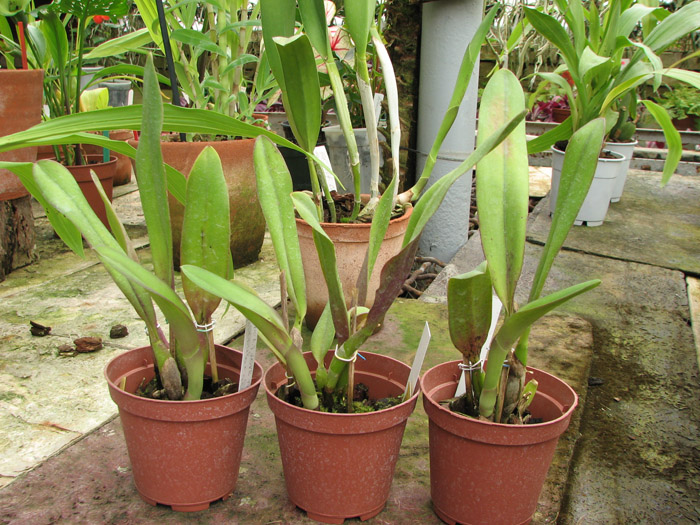 Potinara Love Tapestry 'Popular Song'.jpg