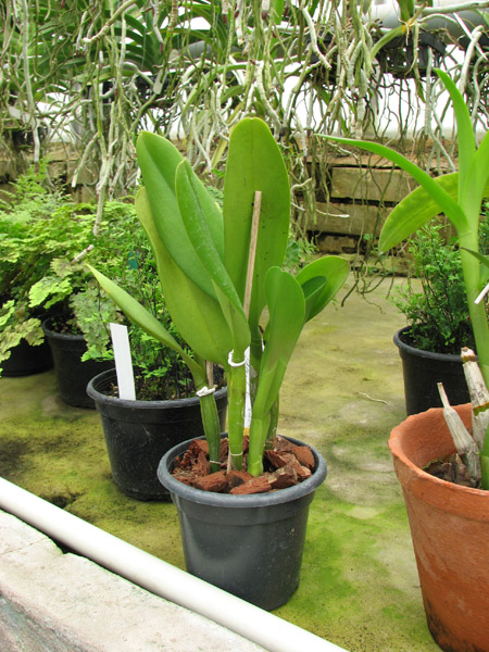 Brassolaeliocattleya Orange Show 'Cloud Forest'.jpg