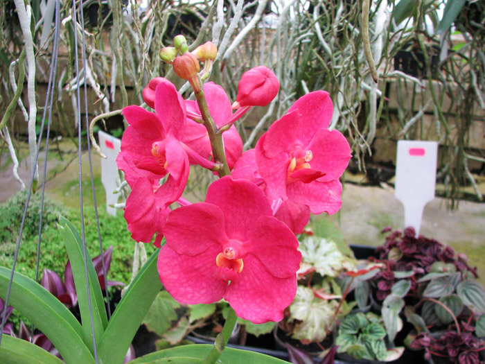 Ascocenda Krailerk x Vanda Wirat x Ascocenda Vilas.jpg