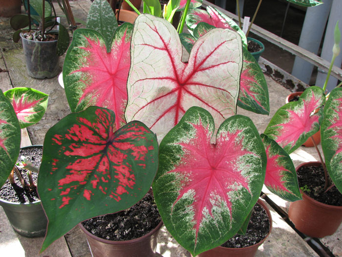 Caladium.jpg