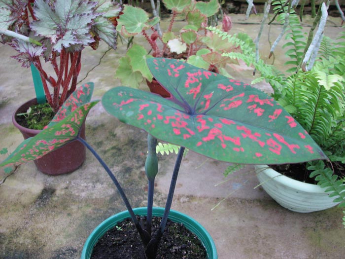 Caladium mix.jpg