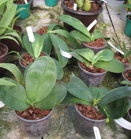 Phalaenopsis violacea 'Borneo'.jpg