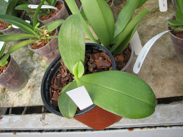 Phalaenopsis bellina (wild) x Phalaenopsis bellina (wild).jpg