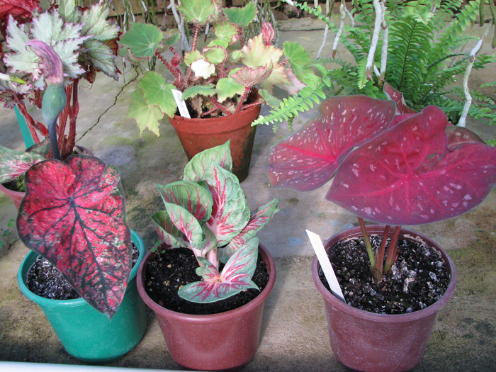 Caladium mix.jpg
