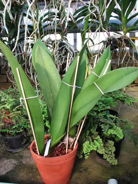 Oncidium lanceanum x kramerianum.jpg