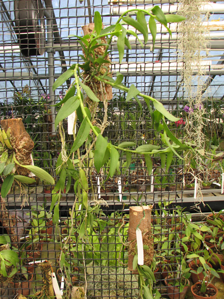 Dendrobium aphyllum.jpg