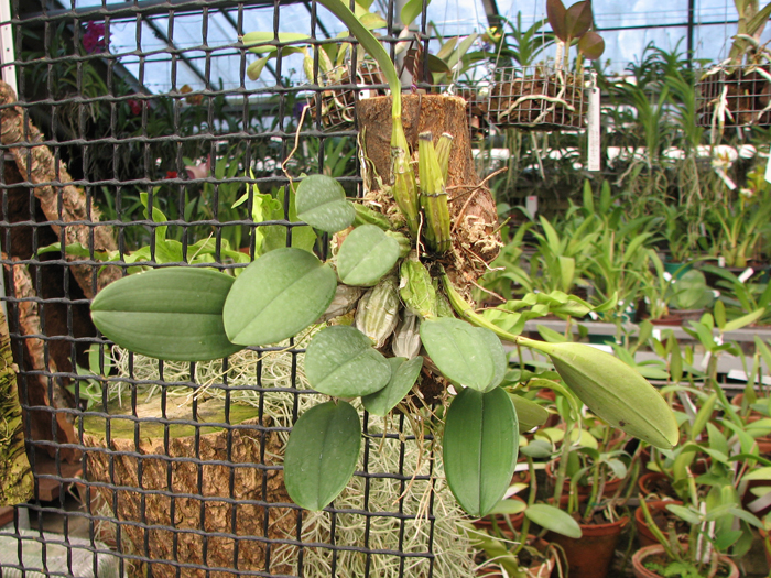 Dendrobium lindleyi.jpg