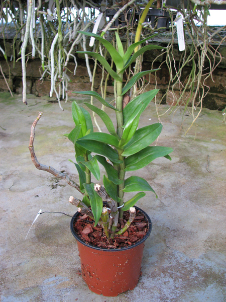 Dendrobium draconis.jpg