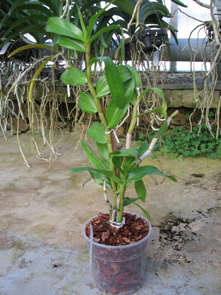 Dendrobium Dawn Marie.jpg