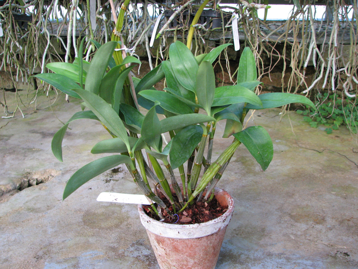 Dendrobium thyrsiflorum.jpg