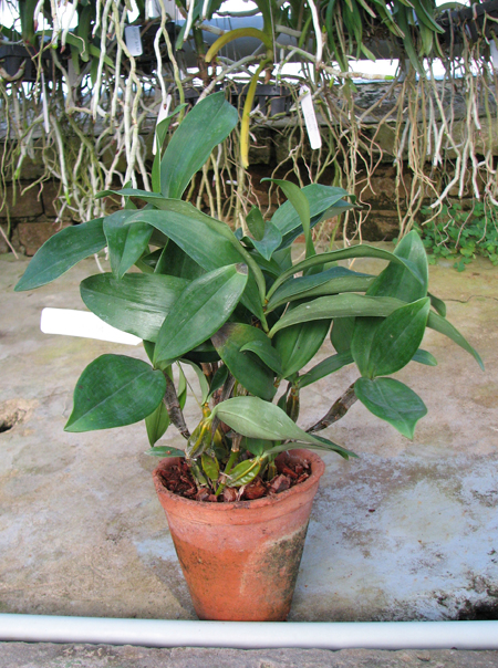 Dendrobium farmeri.JPG