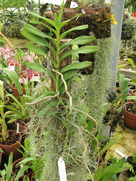 Renanthera storiei.jpg