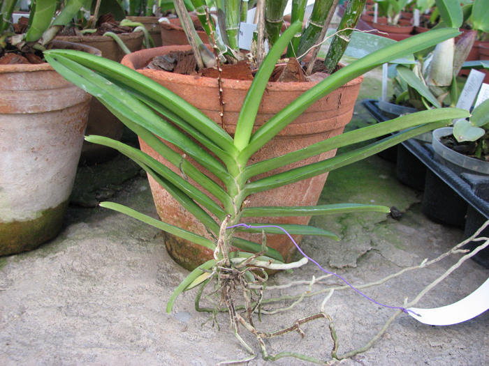 Ascocentrum miniatum.jpg