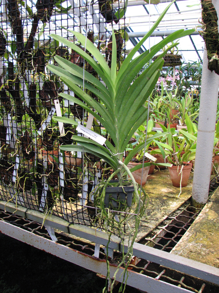 Ascocenda Princess Mikasa Pink.jpg