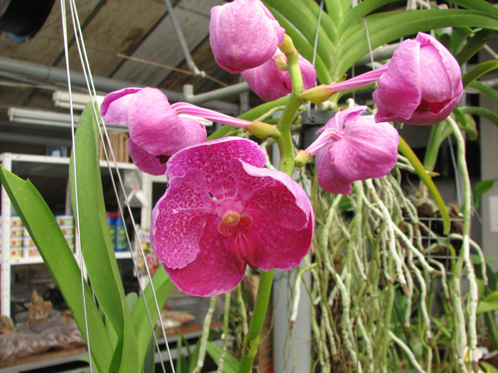 Vanda Kultana Fantasy.jpg