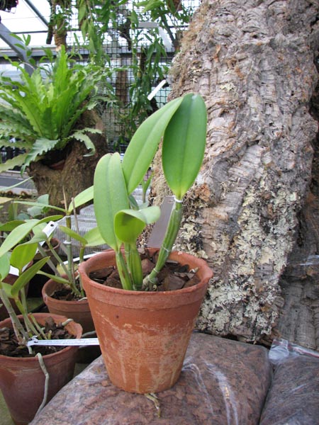 Cattleya lueddemanniana (Morena x OK-2) 'N 1' x lueddemanniana dark lip splash.jpg