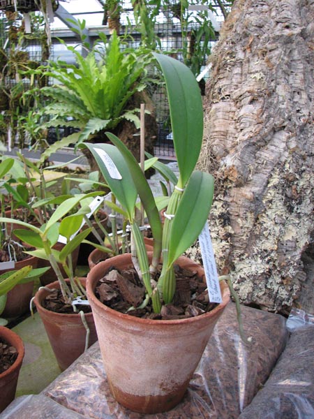 Cattleya lueddemanniana rubra 'Dark Giant' x Cattleya lueddemanniana escura 'Fennel IX'.jpg