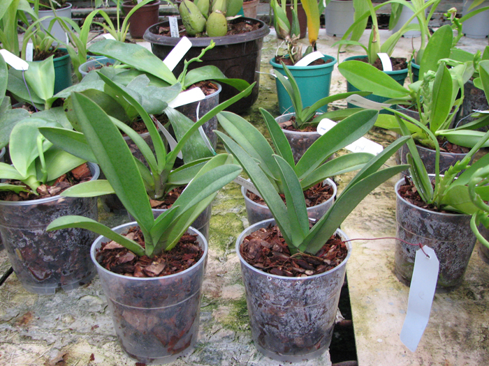 Doritis pulcherrima aquinii.jpg