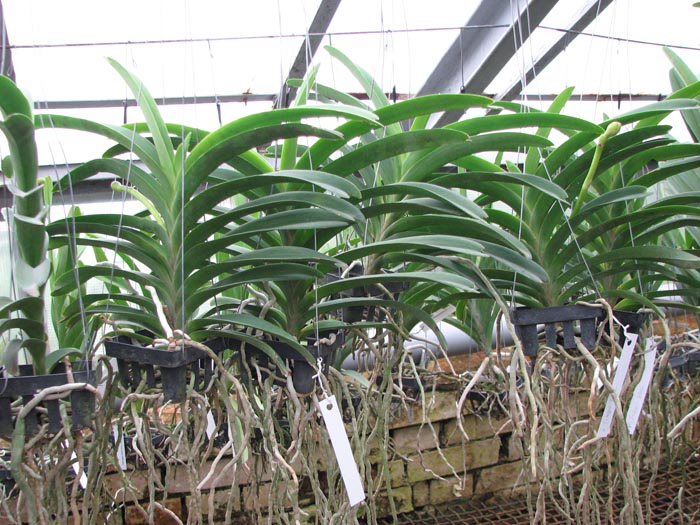 Орхидея Vanda Tokyo Blue.jpg