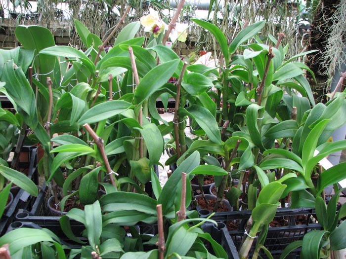 Dendrobium Doraemon.jpg