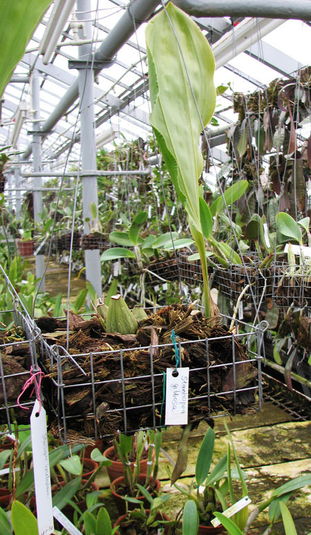 Stanhopea gibbosa.jpg