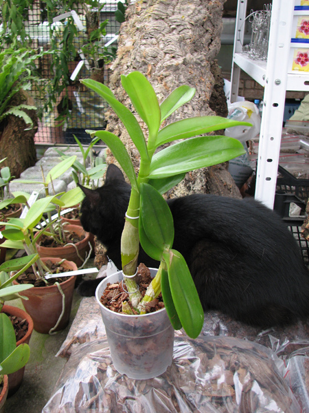 Dendrobium Jairak Helix.jpg