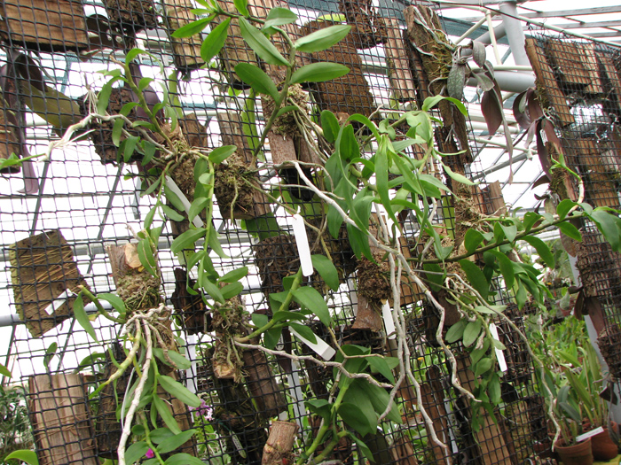 Dendrobium anosmum.jpg