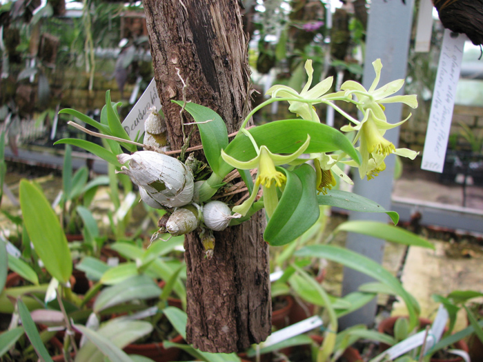 Dendrobium delacourii.jpg