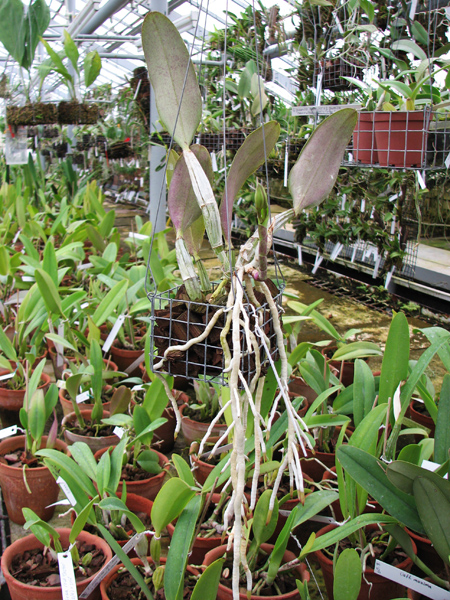 Cattleya walkeriana.jpg