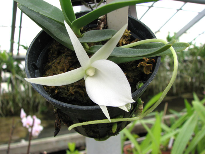 Angraecum didieri.jpg