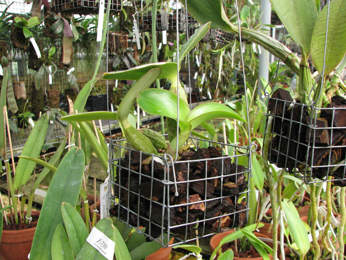 Cattleya nobilior tipo 'Rafael Wenzel' x Cattleya nobilior tipo 'Luciana'.jpg