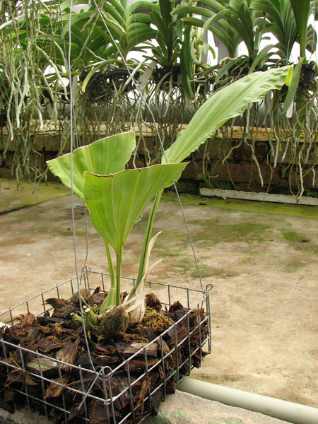 Stanhopea gibbosa.jpg