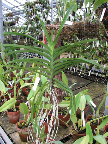 Mokara Khaw Piak Suan - Ascocenda Guo Chia Long.JPG