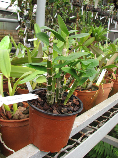 Dendrobium Pocket Lover 'Green Valley'.jpg
