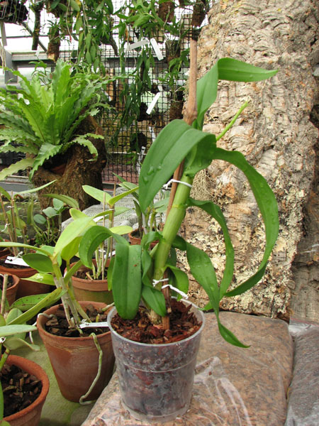 Dendrobium Kultana White Splash.jpg