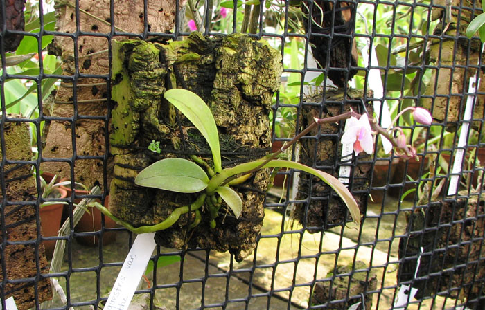 Phalaenopsis equestris var leucotanthe.jpg